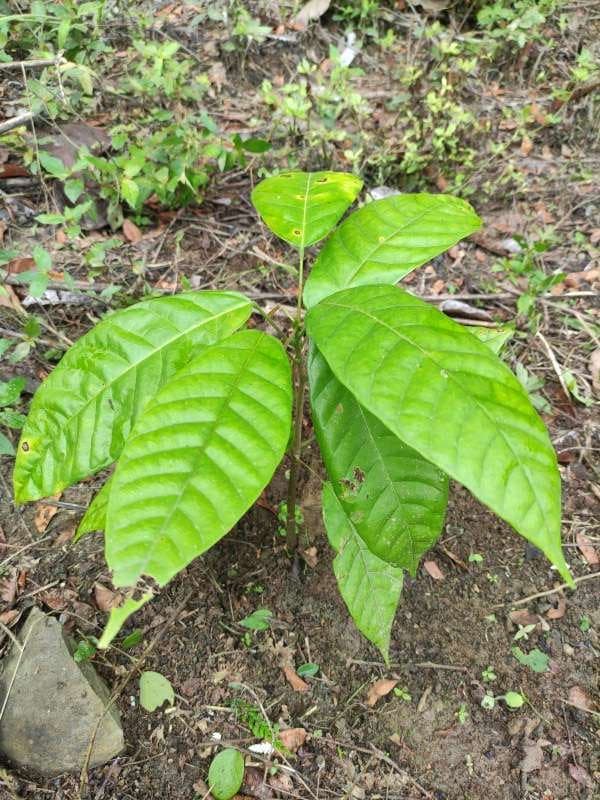 tree image