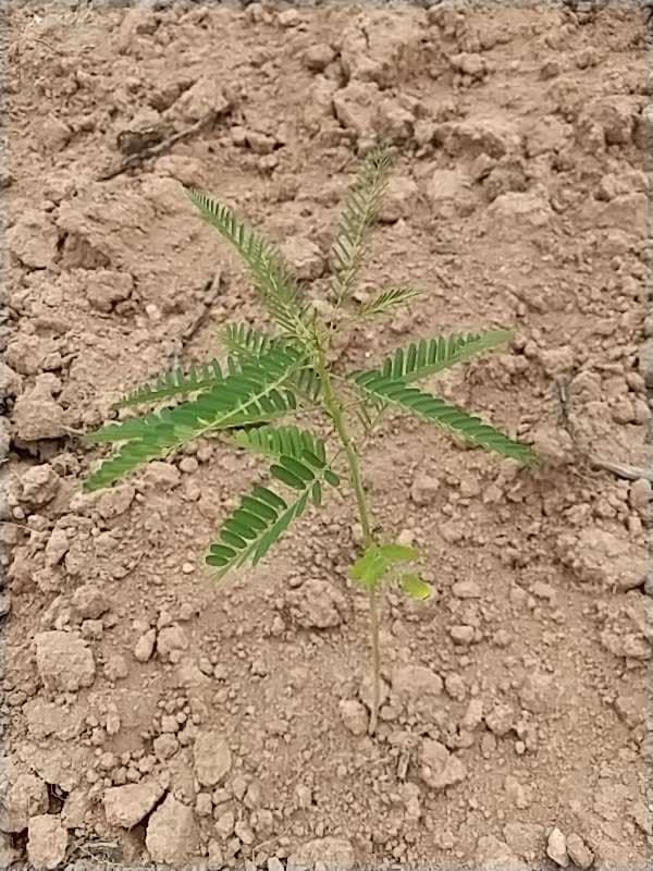 tree image