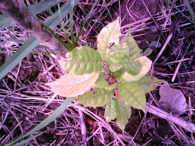 tree image