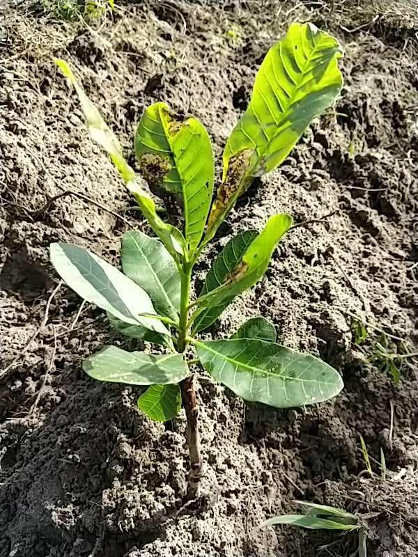 tree image