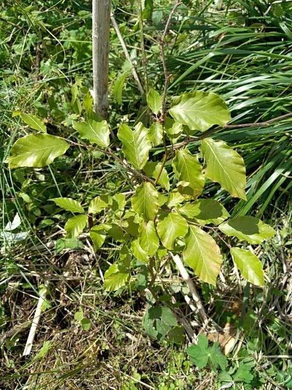 tree image