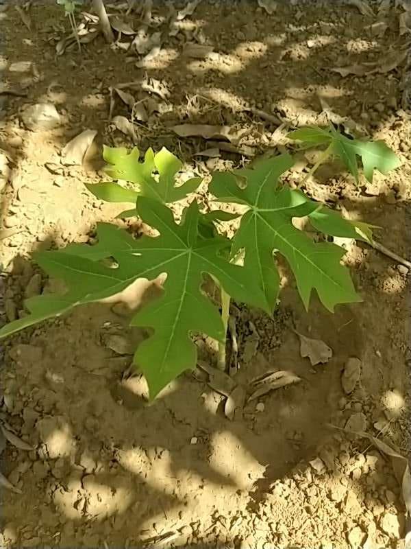 tree image