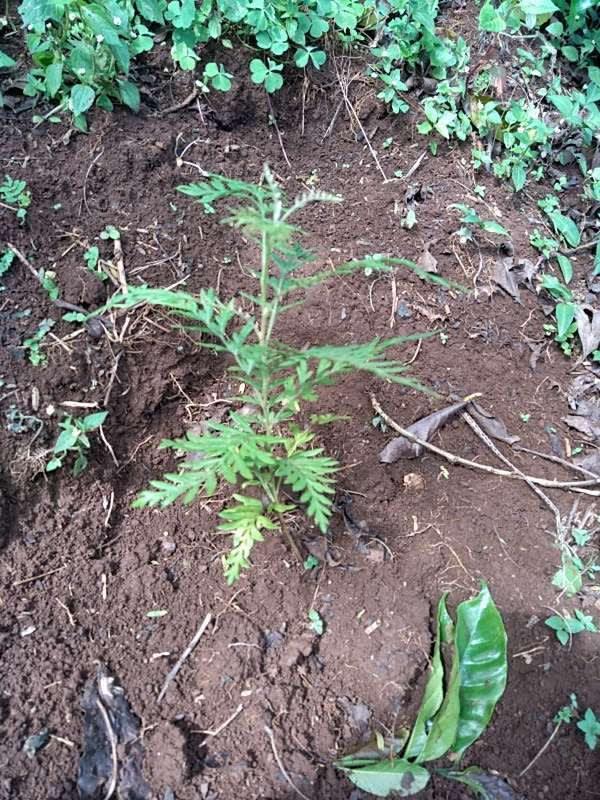 tree image