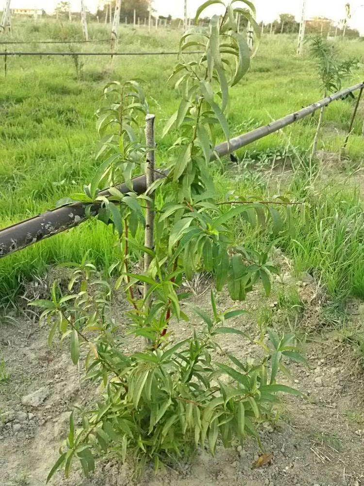 tree image