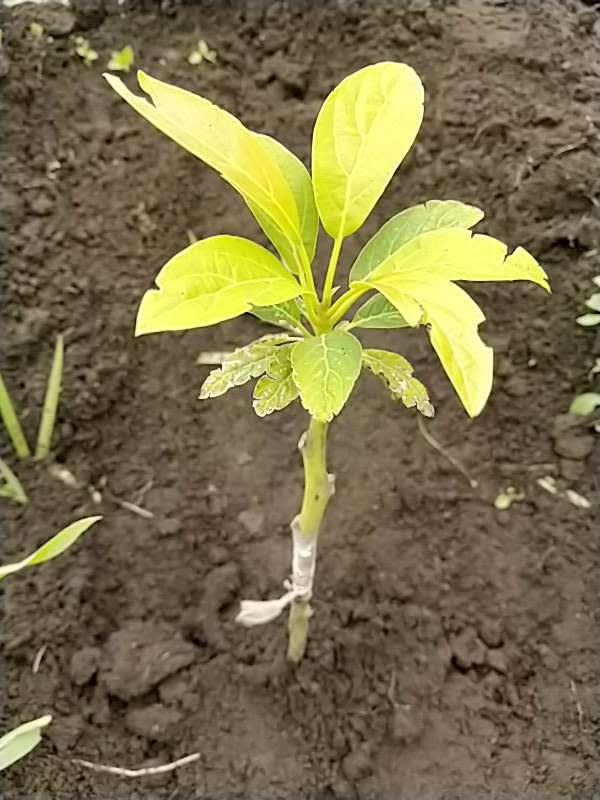 tree image