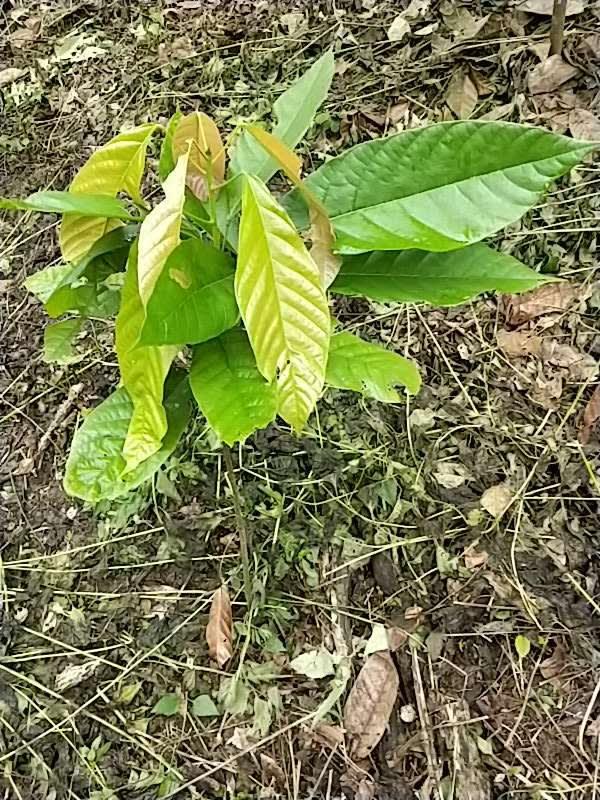 tree image