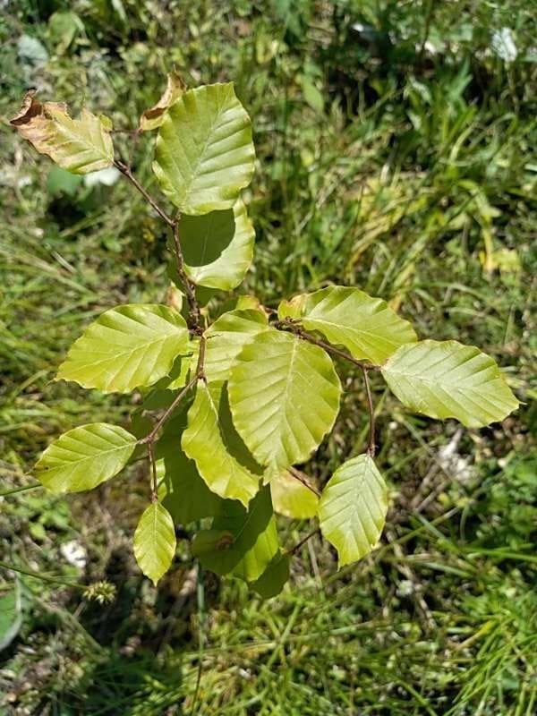 tree image