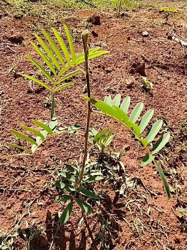 tree image