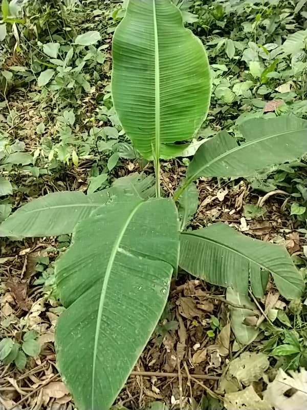 tree image