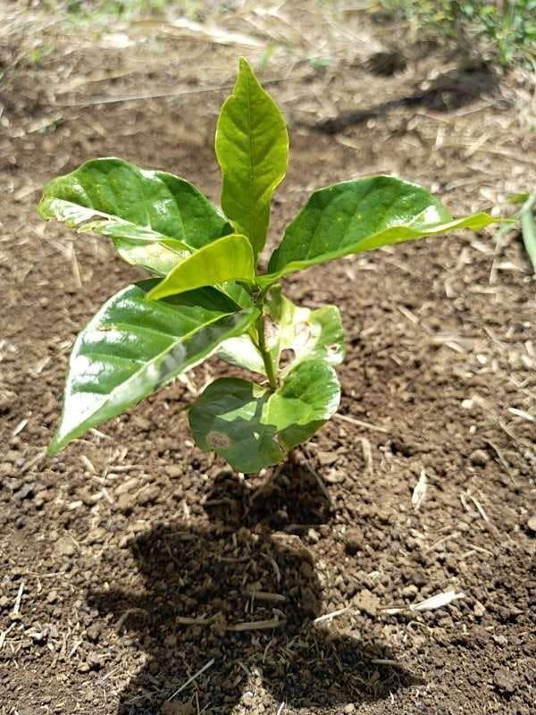 tree image