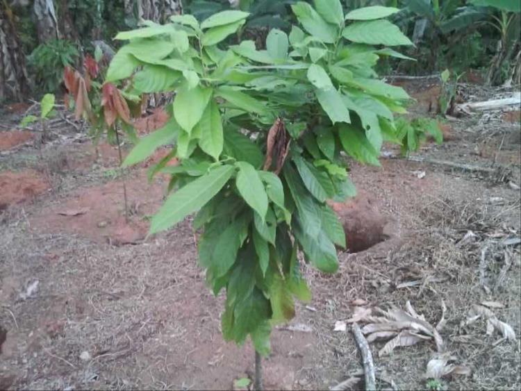 tree image