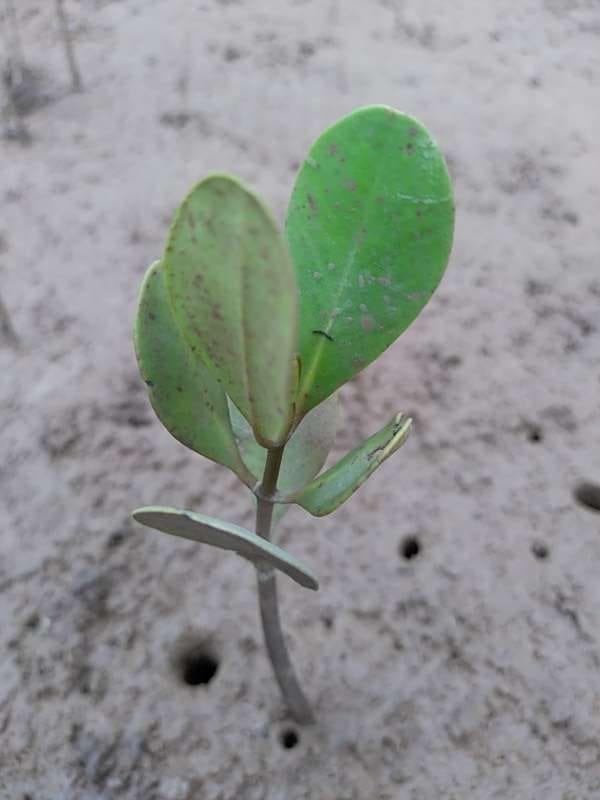 tree image