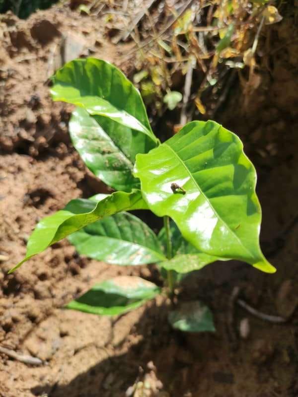 tree image