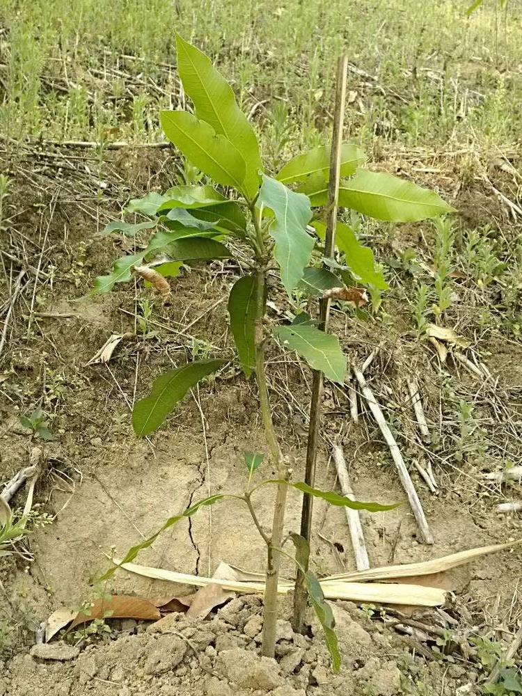 tree image