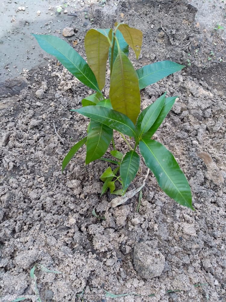 tree image