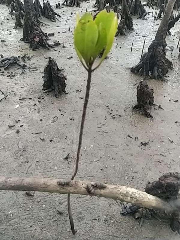 tree image