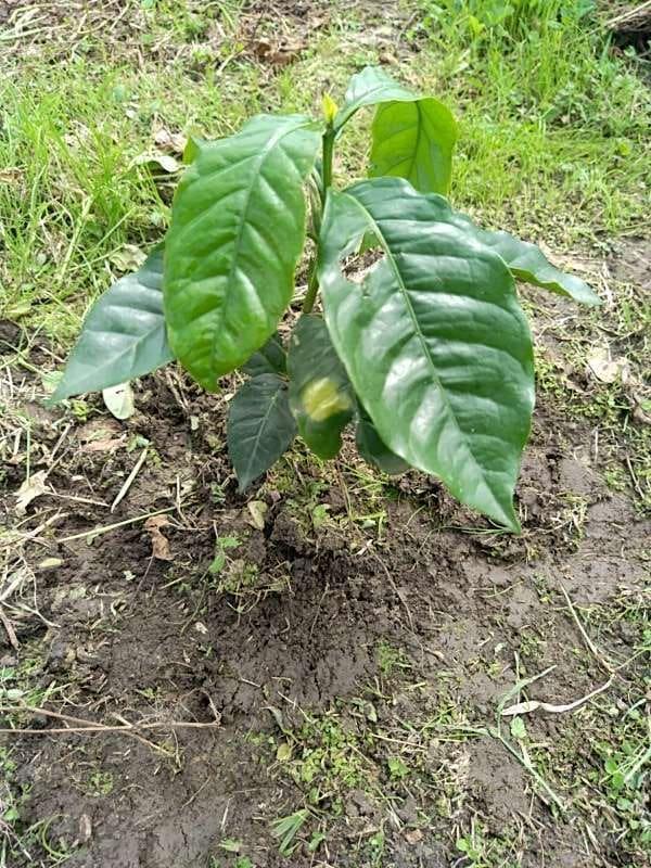 tree image