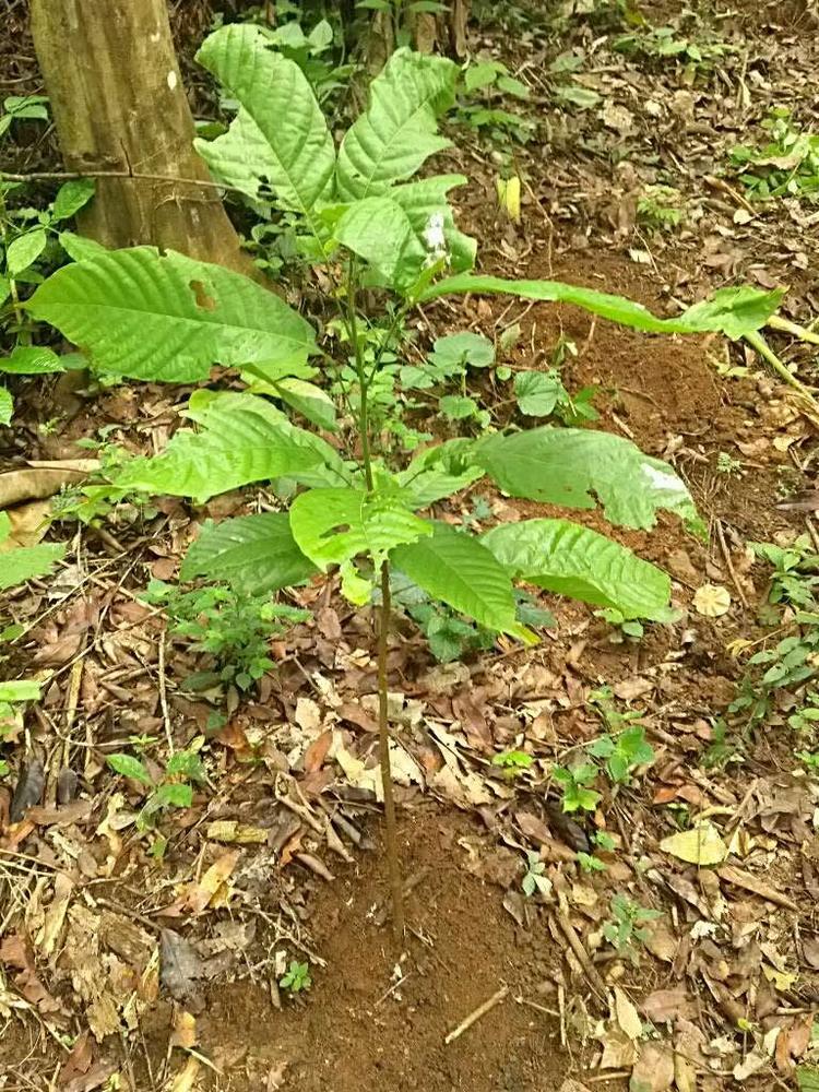 tree image