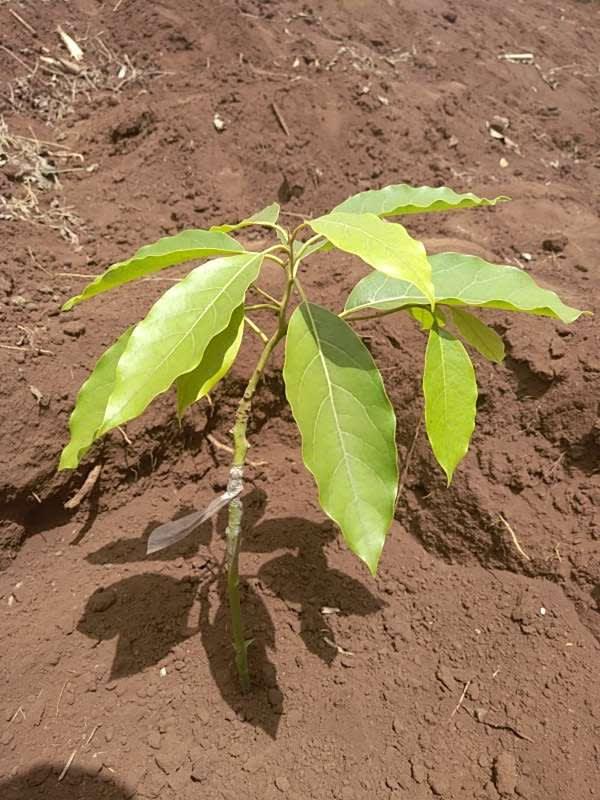 tree image
