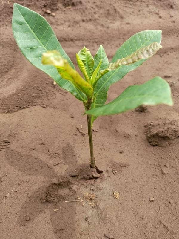 tree image