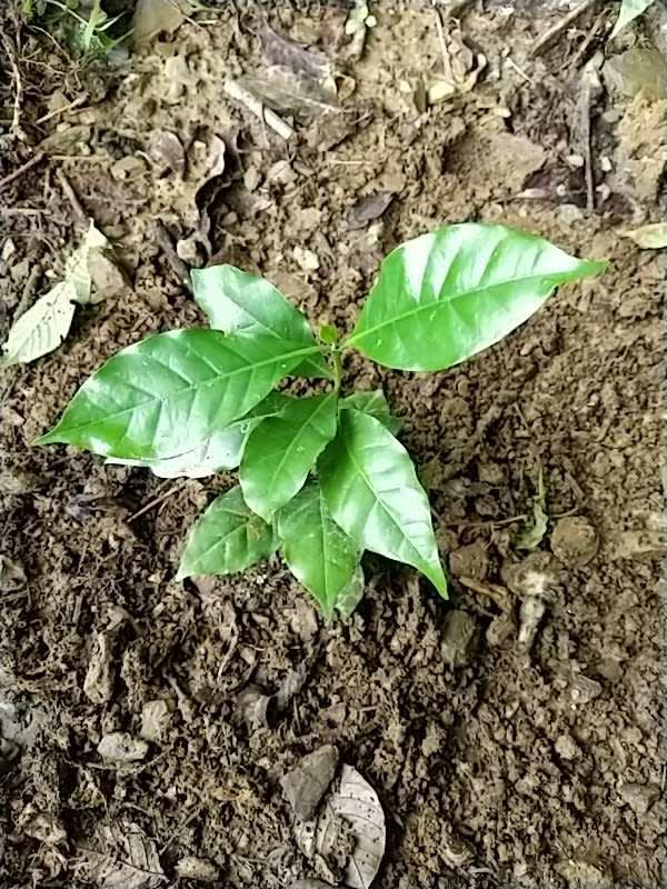tree image