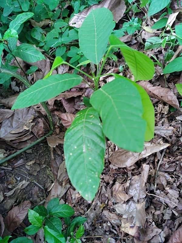 tree image