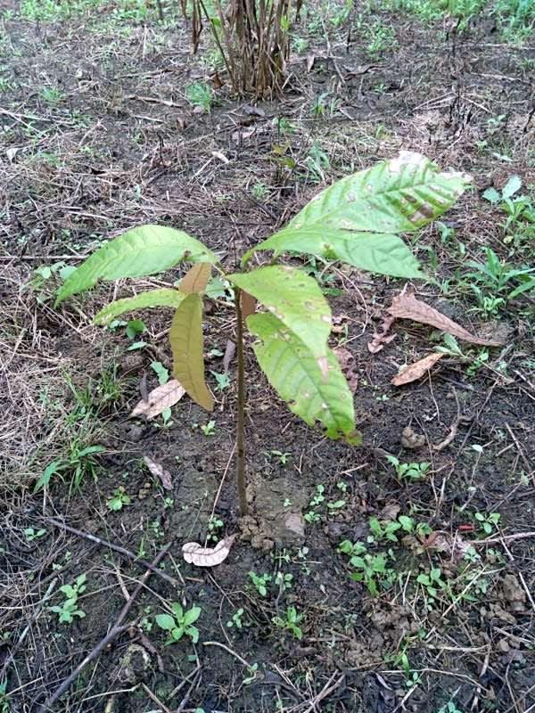 tree image