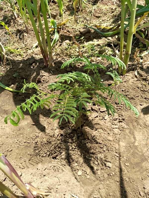 tree image