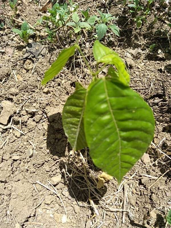 tree image