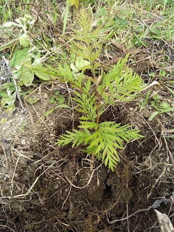 tree image