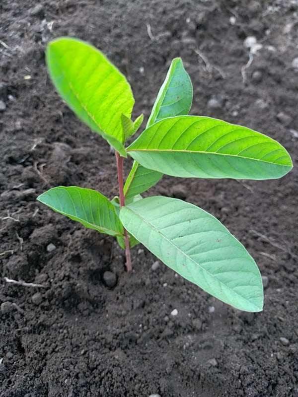 tree image