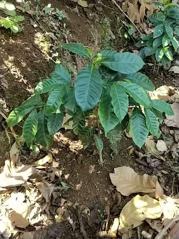 tree image