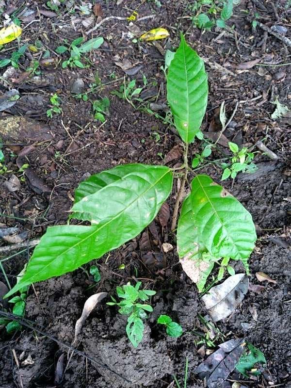 tree image