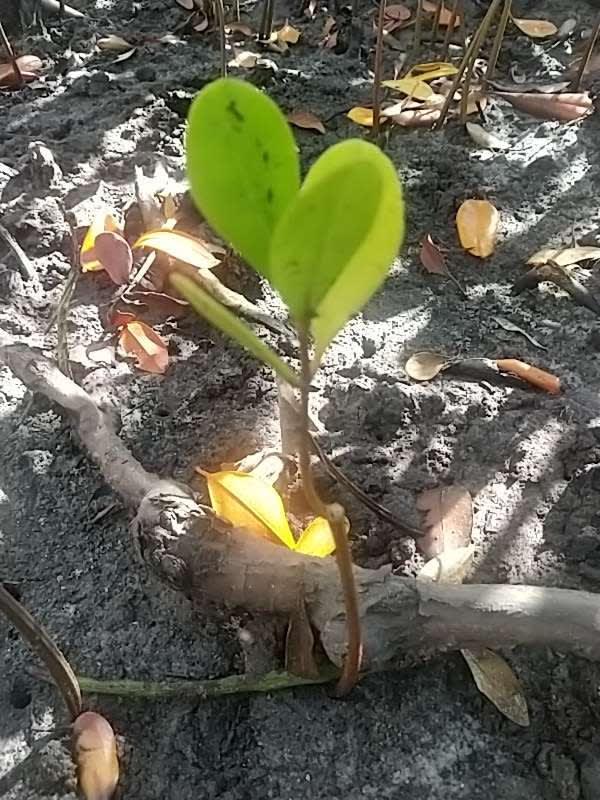 tree image