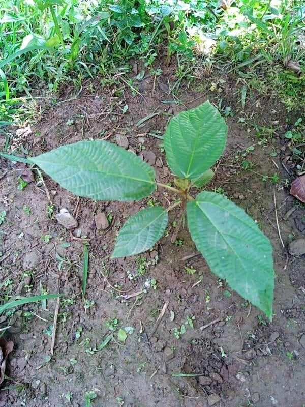 tree image