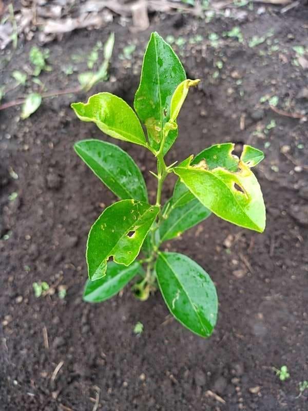 tree image