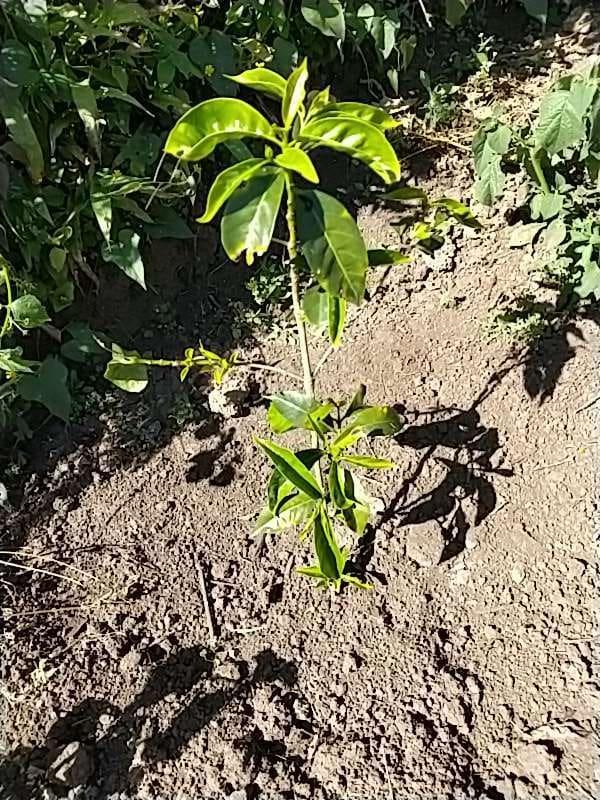 tree image