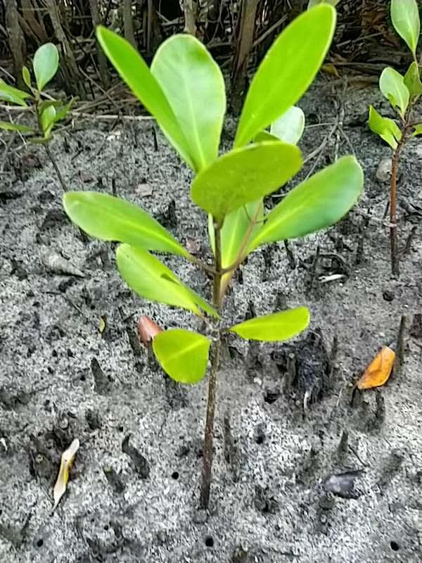 tree image