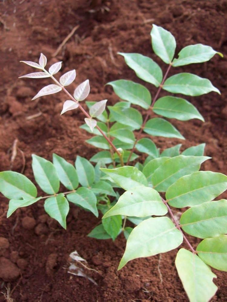 tree image