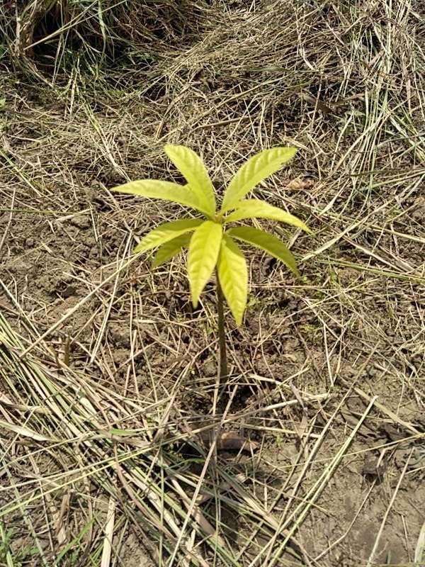 tree image