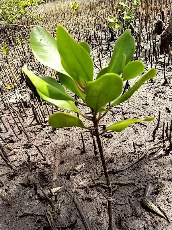 tree image
