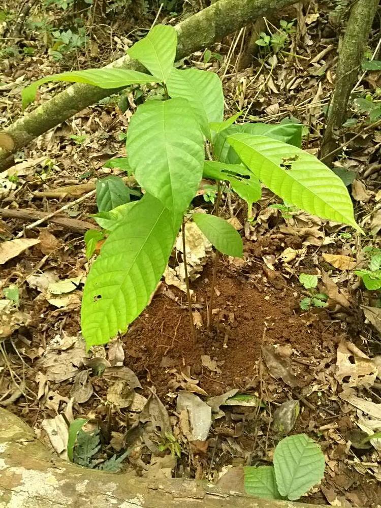 tree image