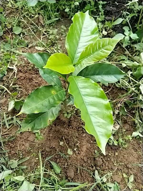 tree image