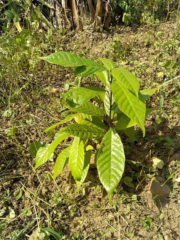 tree image