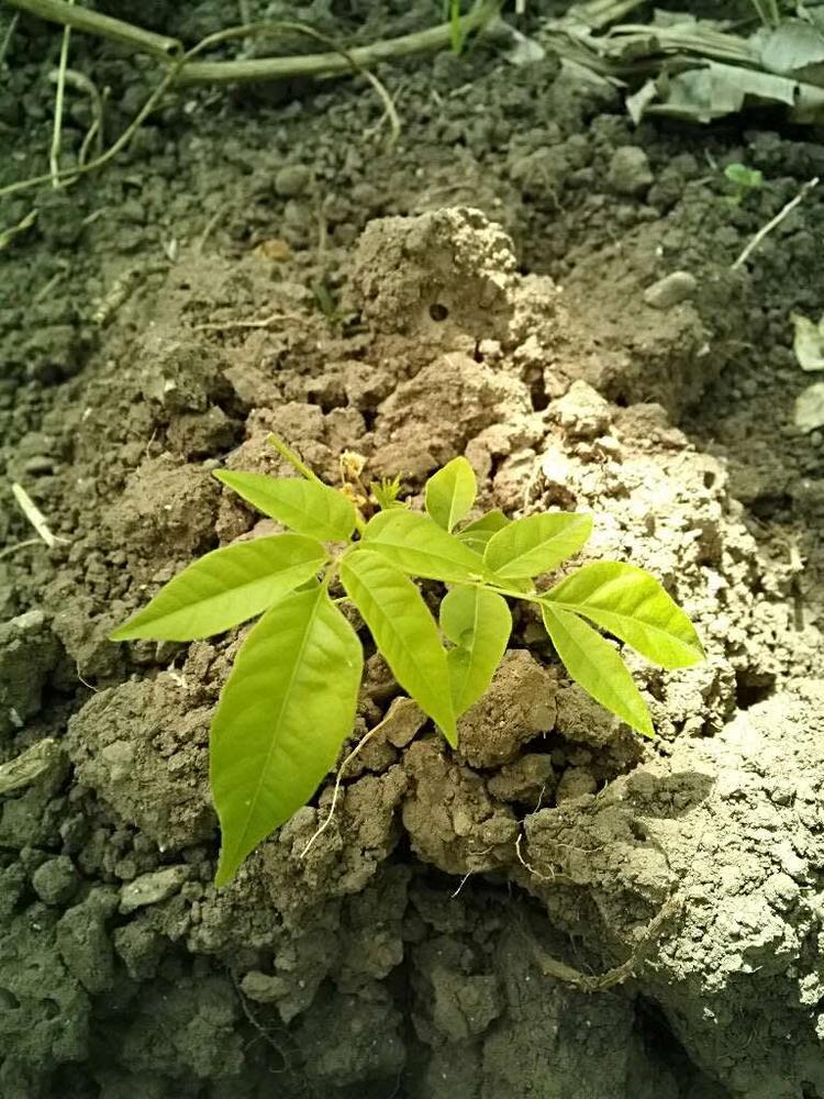 tree image