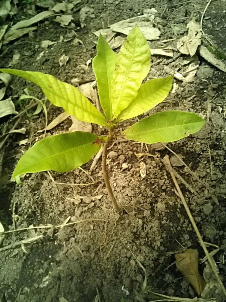 tree image