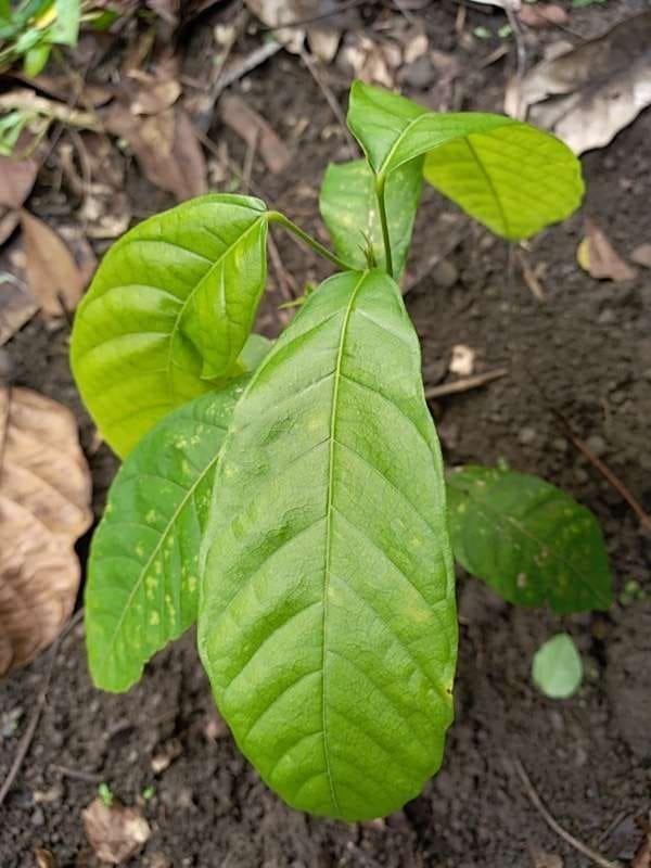 tree image