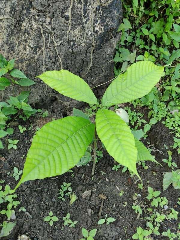 tree image