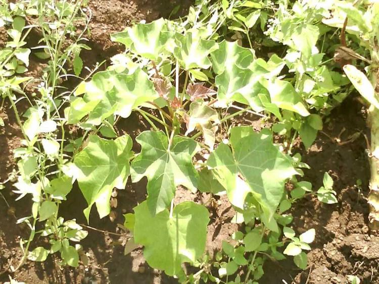 tree image