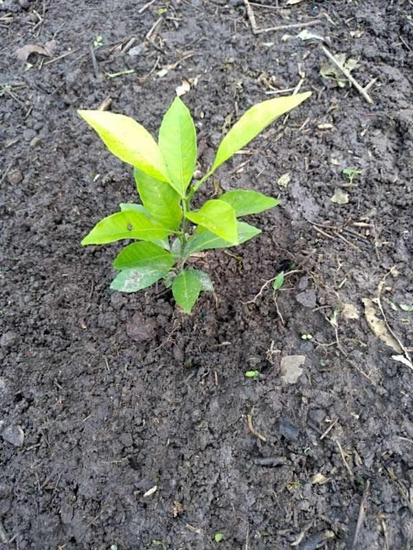 tree image